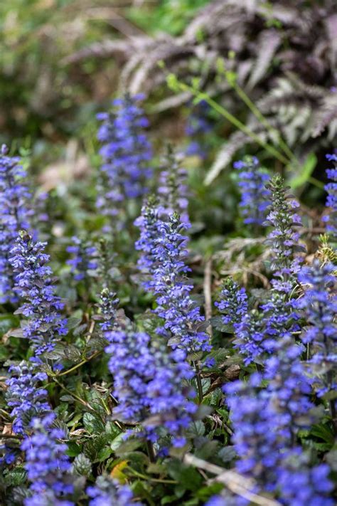 Shade Ground Cover Perennials That Will Keep the Weeds Down - Gardener's Oasis | Perennial ...