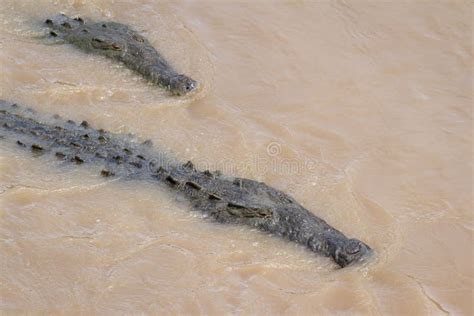 Crocodiles In The River Mara. Kenya. Maasai Mara. Africa. Stock Image ...