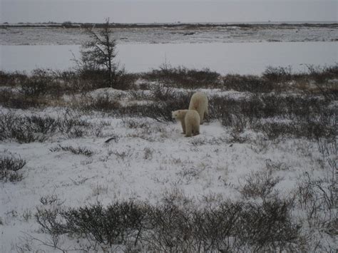 Churchill, Manitoba polar bears/IMG_8092