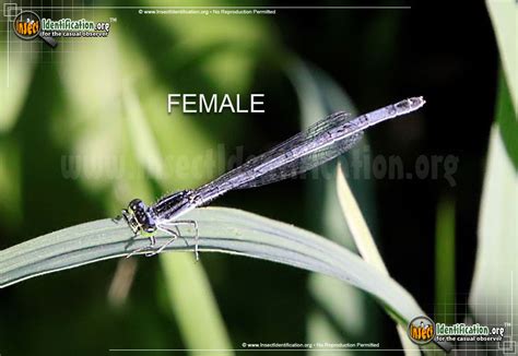 Eastern Forktail Damselfly