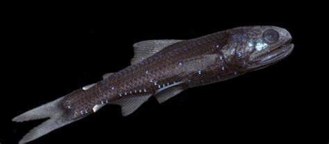 The Illuminating Lanternfish | Critter Science