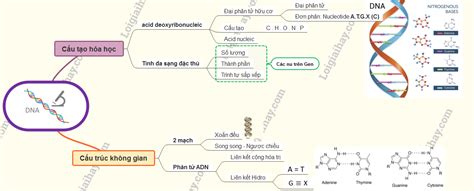 Mô hình ADN lớp 9 - Bí mật của sự sống [Xem ngay!]