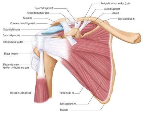 Shoulder & Scapular how it all works