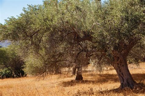 Mediterranean olive trees stock image. Image of summer - 120962405