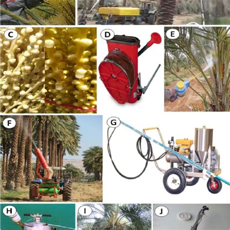 (PDF) Date Palm Pollen: Features, Production, Extraction and Pollination Methods