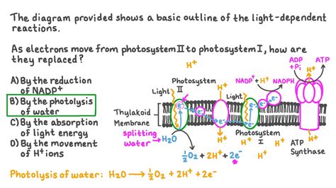 Photosystem 2 Electron Transport Chain