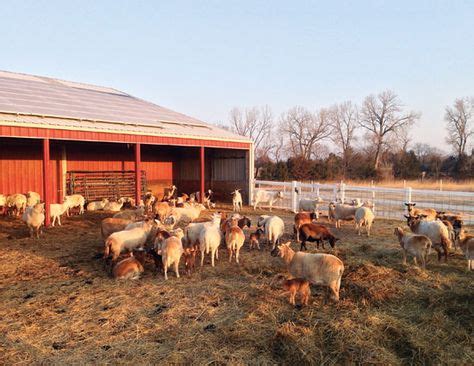 160 Sustainable Livestock ideas | livestock, chickens backyard, hobby farms