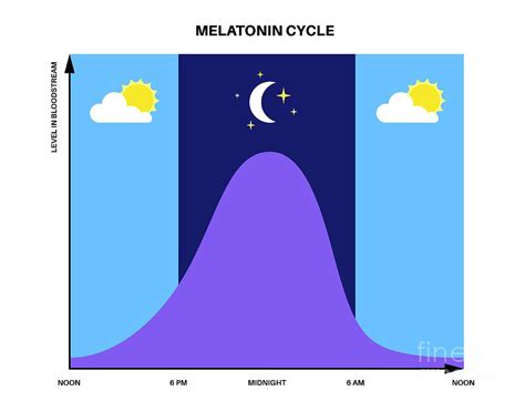 Sleep Wake Cycle #11 Photograph by Pikovit / Science Photo Library - Pixels