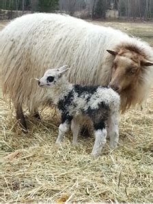 Icelandic Sheep & Wool - Harmony Farm