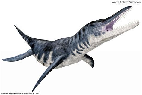 Mesozoic Era Animals List: Animals That Lived In The Mesozoic Era