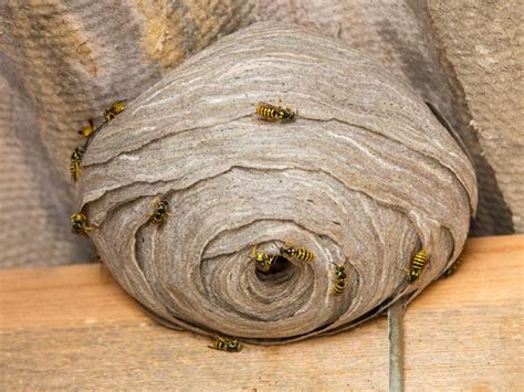 What to do about a wasp nest - Saga