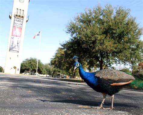 Quadrangle at JBSA-Fort Sam Houston a popular destination > Joint Base ...