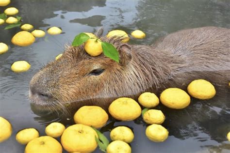 Capybara Hunting Grass : capybara