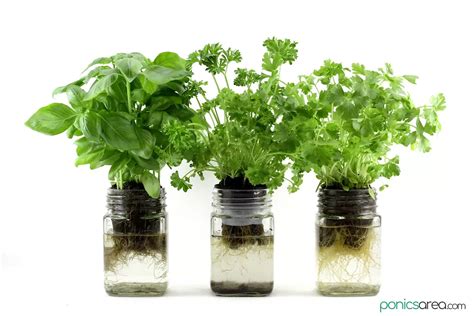 Kratky Method: Mason Jar Hydroponics Guide in 6 Steps Indoor Hydroponic Gardening, Hydroponics ...