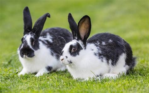 Can Rabbits Swim - Do They Enjoy Swimming And Is It Safe?