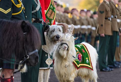 The Royal Regiment Of Scotland - Wyedean Weaving