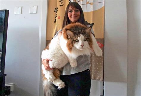 Meet Samson, the largest cat in New York City who's becoming a body ...