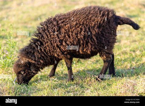 Small Ushant island sheep species grazing in a meadow Stock Photo - Alamy