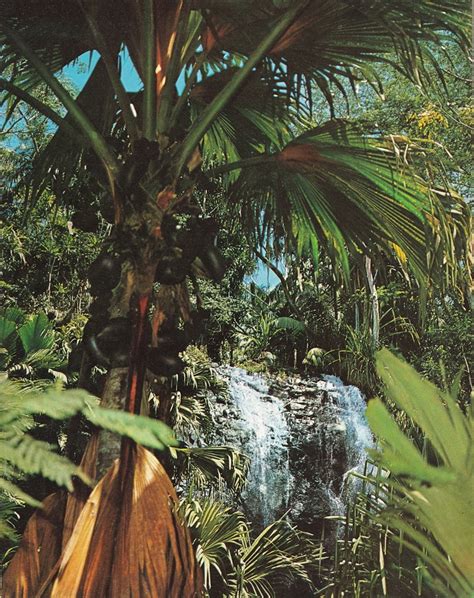 Waterfalls in Seychelles - The Cascading Beauties in the Paradise