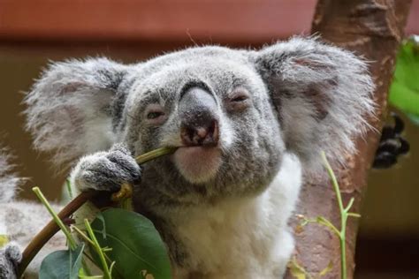 Koala: Why Is It Endangered?