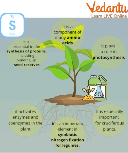 Uses of Sulphur - Learn Important Terms and Concepts