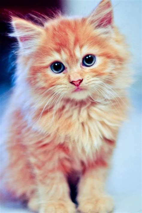 Best 25+ Cute kitty ideas on Pinterest | Cute kittens, Kitty and Cute ...