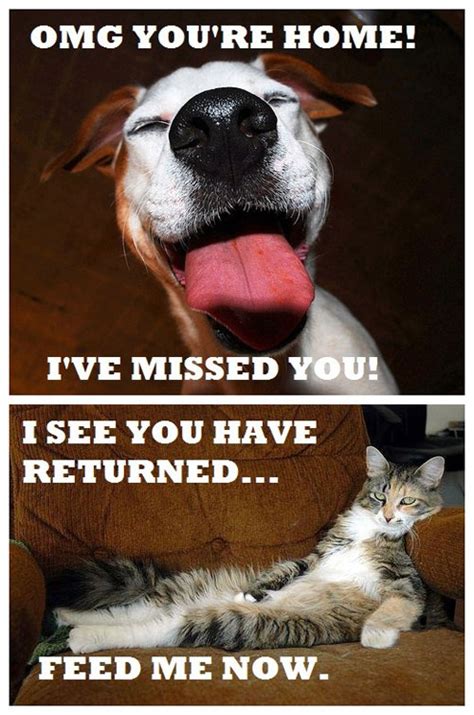 Dogs vs. cats: emotions | Funny Pictures, Quotes, Pics, Photos, Images. Videos of Really Very ...