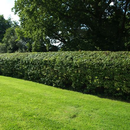 How to Lay a Hawthorn Hedge