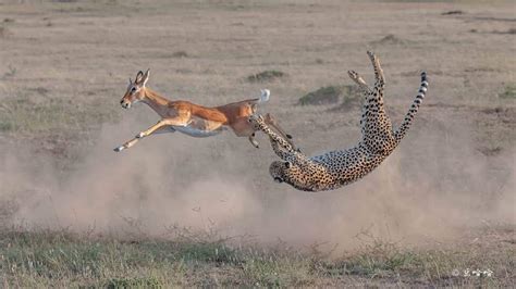 🔥 Cheetah hunts springbok : r/NatureIsFuckingLit