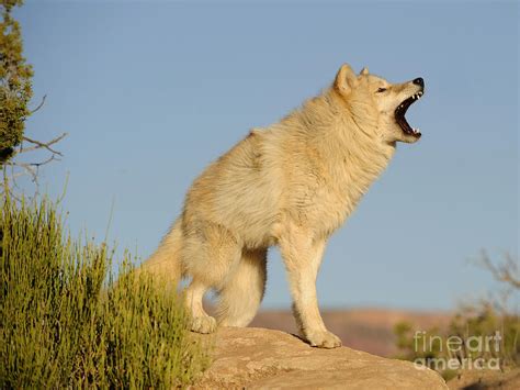 Grey Wolf Howling Photograph by Dennis Hammer | Fine Art America