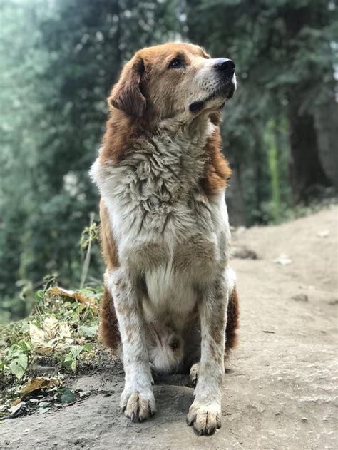 A Himalayan Sheepdog who guided us for 7 miles on a trek... It’s almost ...