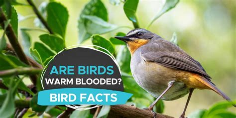 Are Birds Warm Blooded? [How Do They Control Their Temperature!] - Birdwatching Buzz