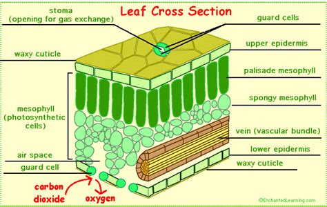 🍃 Structure and function of a mesophytic leaf | The A Level Biologist - Your Hub 🌱