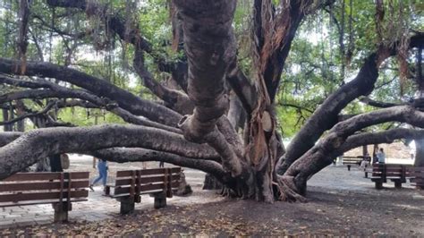 Lahaina banyan tree is THE Maui banyan tree you need to see in Hawaii! (Maui banyan tree before ...