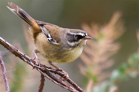 Kay Parkin Birding: Coorong National Park South Australia