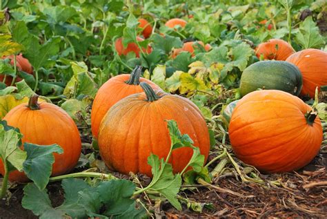 Pumpkins: Growing, carving and cooking – A guest blog from The Two ...