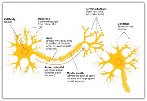 Neurons Diagram | Quizlet