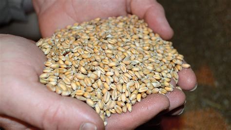 What will be the top-selling wheat varieties this autumn? - Farmers Weekly