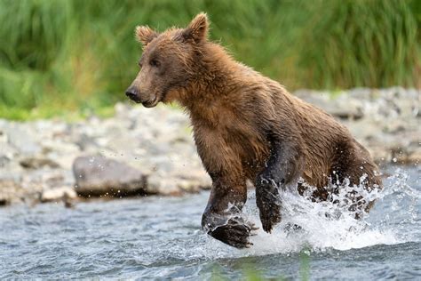 Katmai Coastal Bears Adventure - Juan Pons Photography