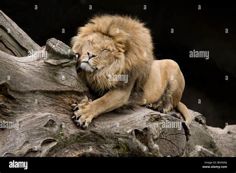 Lion claws hi-res stock photography and images - Alamy