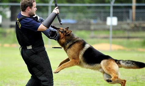 'Executive protection' dogs now come with a $230,000 price tag | Daily Mail Online