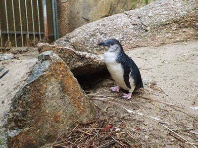 Guided Penguin Tours - Granite Island