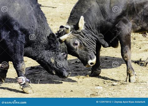 Bull fight stock photo. Image of bullring, black, danger - 123975012