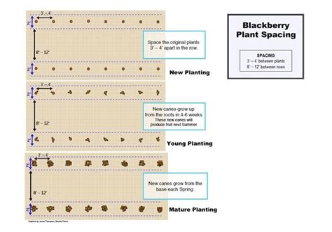 blackberry spacing | Blackberry plants, Growing blackberries, Steps to ...