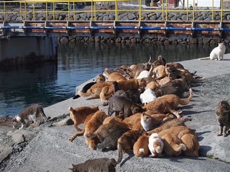 Aoshima, Japan, cat island - Image Abyss