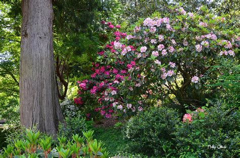 Crystal Springs Rhododendron Garden (Portland, Oregon)