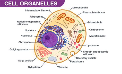 Cell | Centrosome And Centrioles | Centrioles In Cell Division