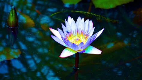 Dew Lotus Wallpapers - Top Free Dew Lotus Backgrounds - WallpaperAccess