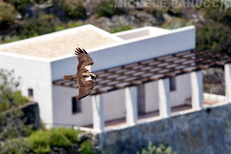 Ustica island – MEDRAPTORS