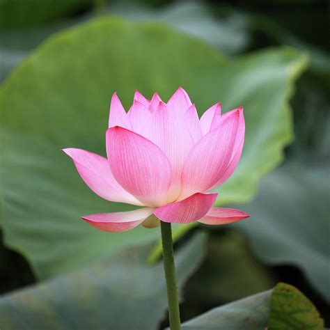 Lotus Flower - Coccodrillo EE